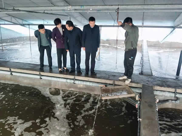 新聞=縣政府王縣長(cháng)等各級領(lǐng)導一行，蒞臨我司指導檢查生態(tài)循環(huán)養殖工作04.jpg
