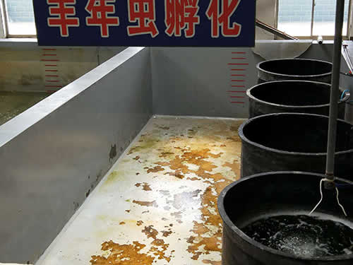 豐年蟲(chóng)孵化