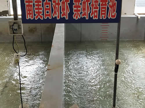 南美白對蝦 親蝦培育池02