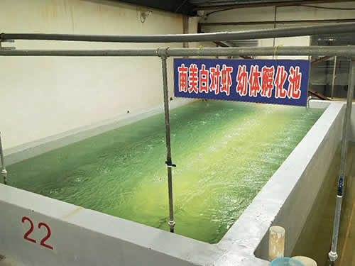 南美白對蝦幼體孵化池