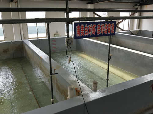 南美白對蝦 親蝦培育池01